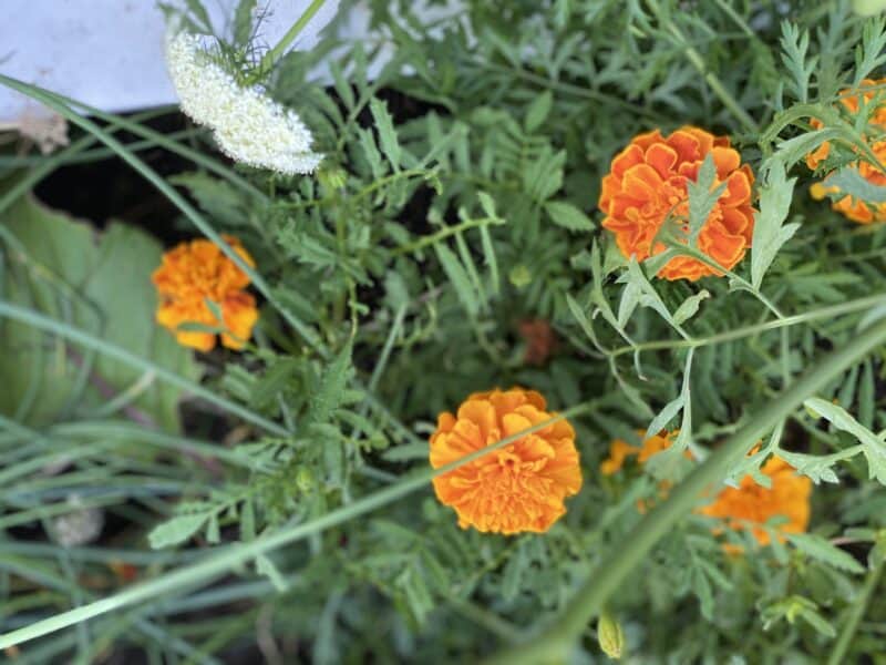 marigolds are a great annual to put in your vegetable garden