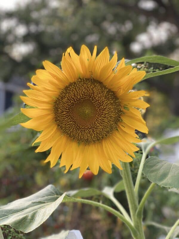 Bright yellow orange sunflower that grows in my garden