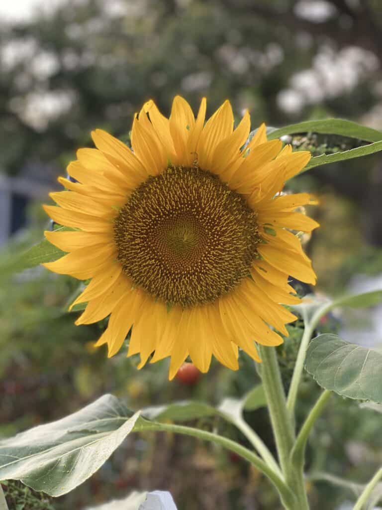 What Annuals Bloom All Summer?