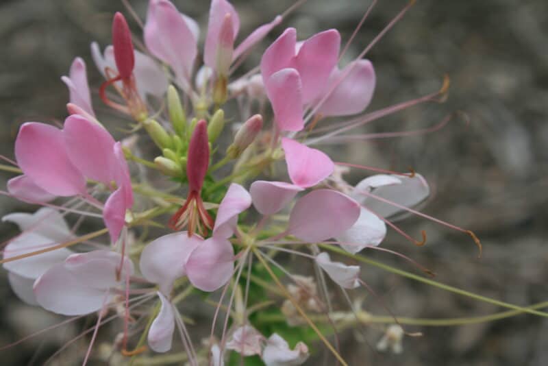 close-up picture of a cleome or spider plant shows it interest in my garden