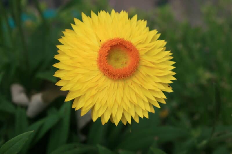 picture of a yellow and orange strawflower. It's an annual that I use in my garden