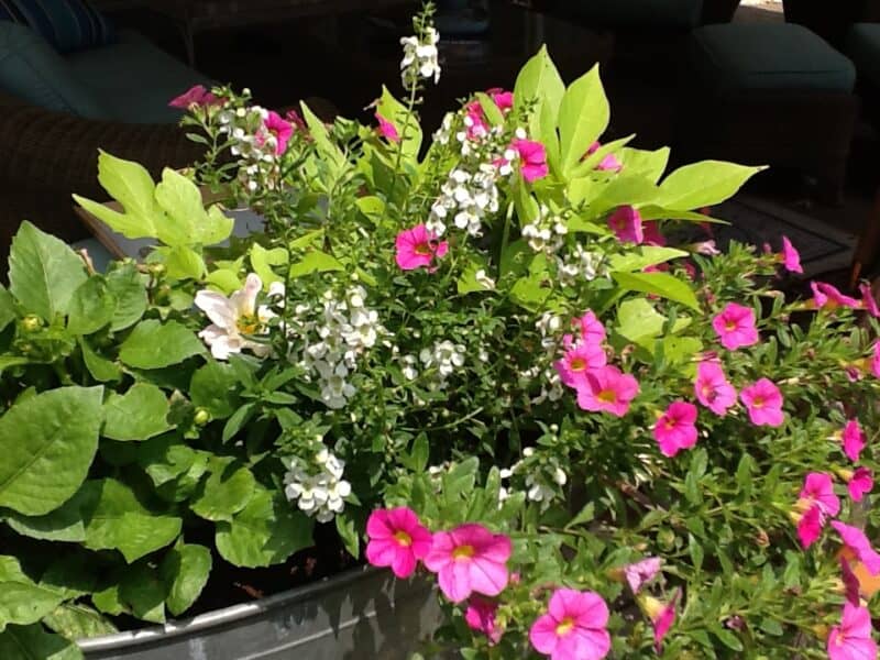metal container in my garden with pink supertunias, green potato vines, white