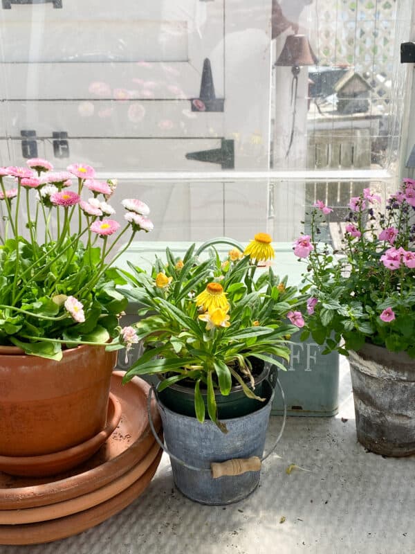 photo of pink and yellow flowers in my greenhouse