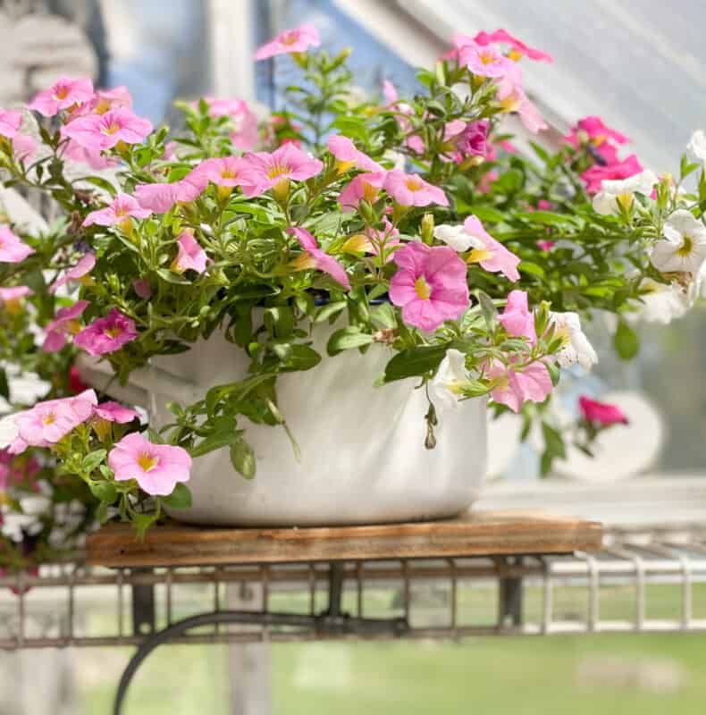 vintage enamelware pot filled with pink supertonic's in my greenhouse