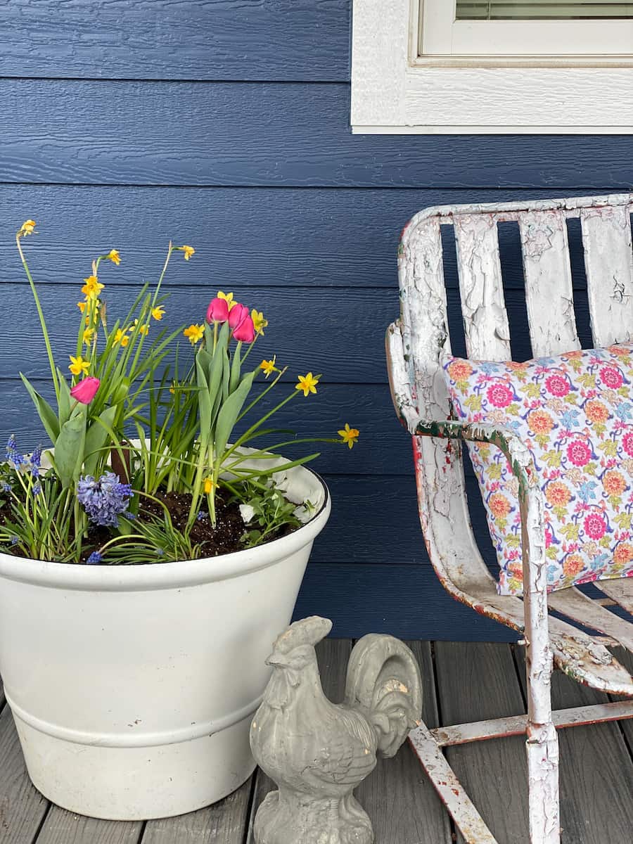 White pot on front porch with forced bulb spring flowers. daffodils, tulips, hyacinth and pansies. A chippy vintage metal chair next to it and a cement rooster. All part of my spring has sprung on my front porch.