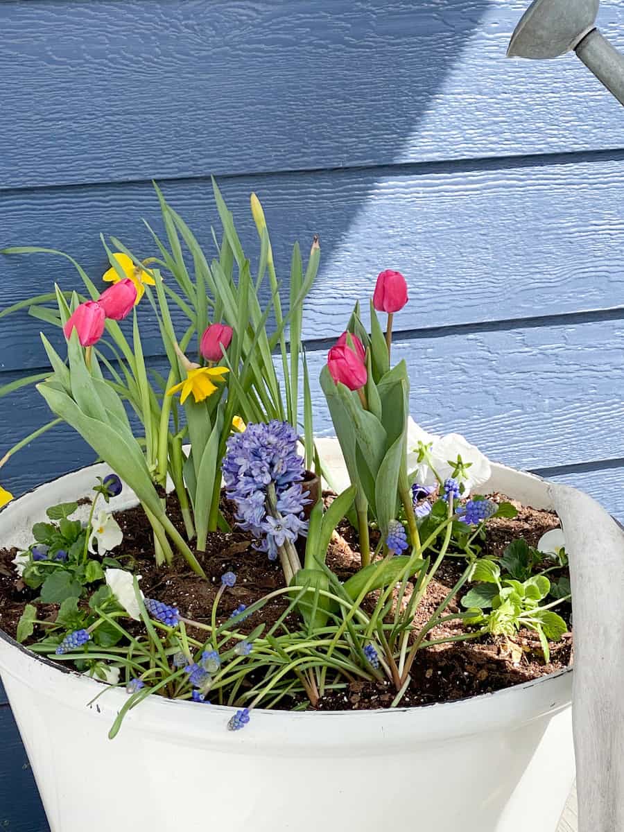 White pot on front porch with forced bulb spring flowers. daffodils, tulips, hyacinth and pansies. All part of my spring has sprung on my front porch edition