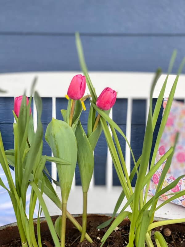 photo of pink tulips with a white bench in the background