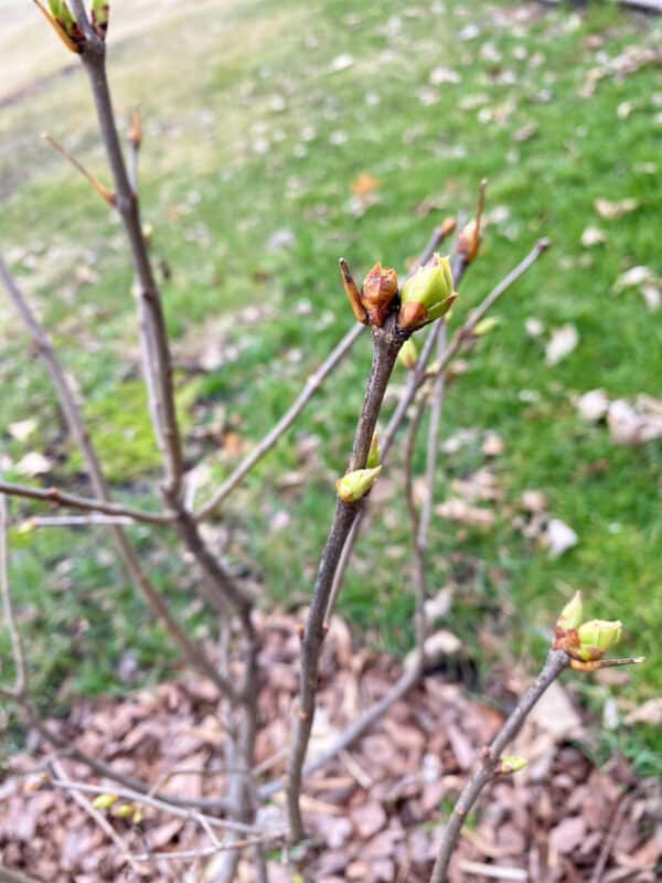 the lilac bush that I planted last year has some beautiful buds on the branch. spring has sprung