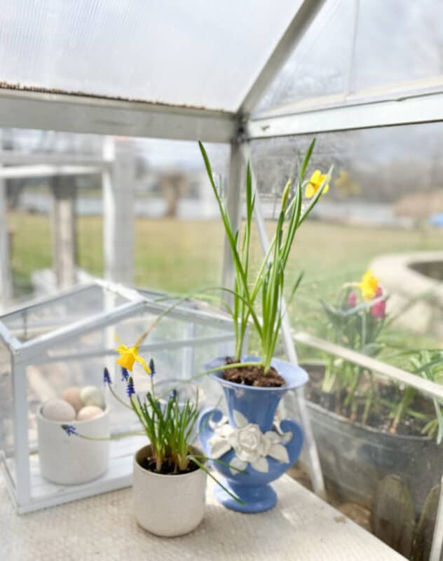 cute corner with a pot of grape hyacinths and yellow daffodils