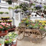my local nursery with tables and a wooden cart filled with pots of flowers. This answers the question of what do moms really want for mother's day
