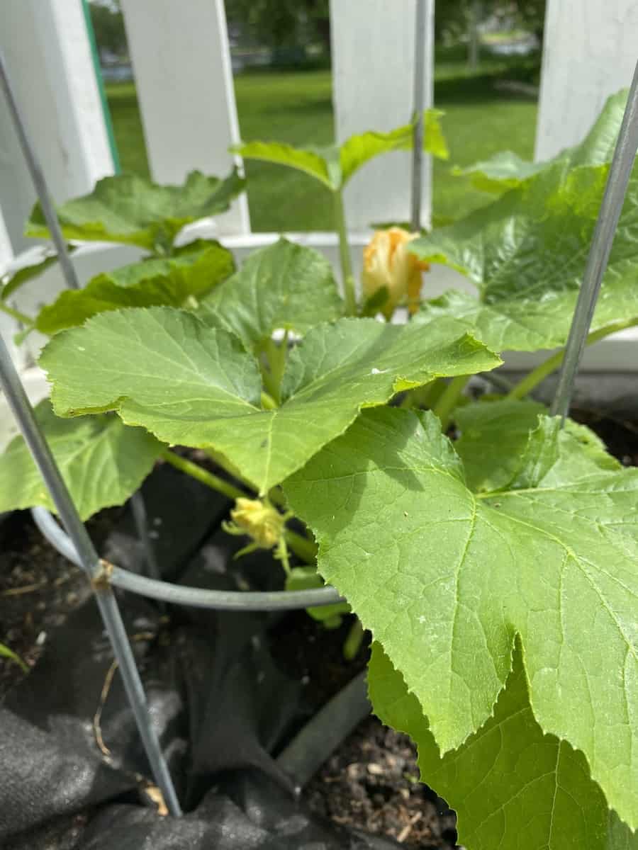 a zucchini plant growing vertically with a tomato cage - my favorite tip from 5 tips from the gardening bench