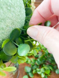 close-up of me pushing the boxwood stems into the styrofoam ball