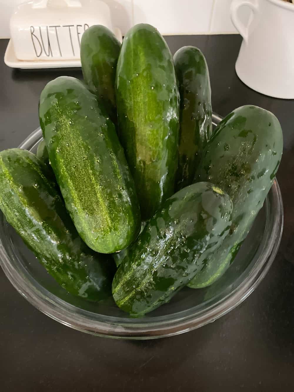 whole cucumbers in a large bowl before prep for crunchy dill ipickles