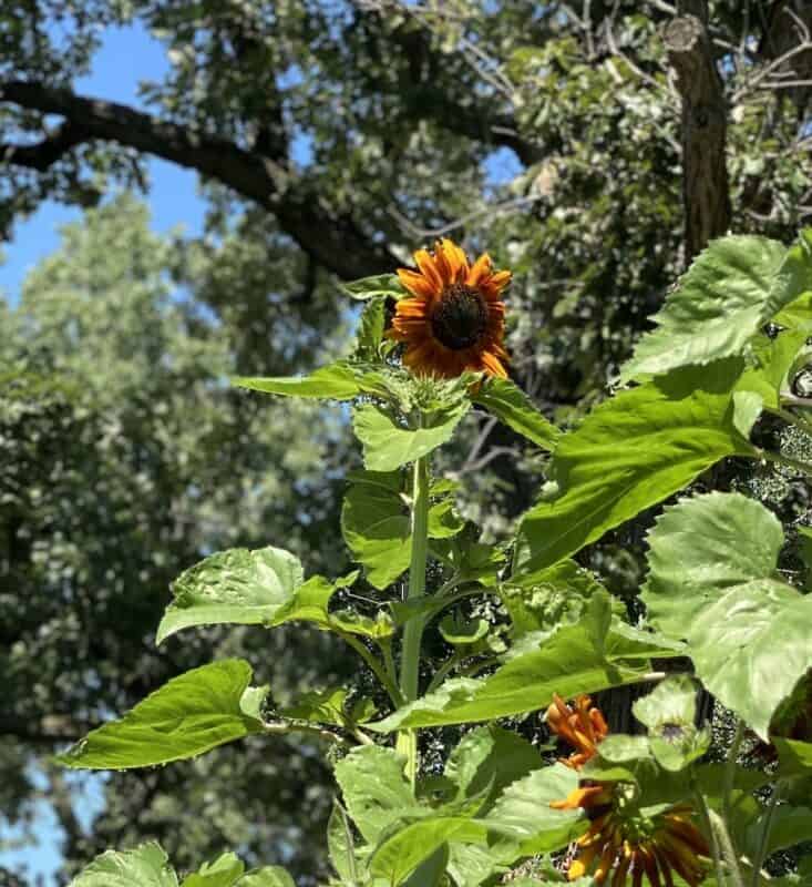 picture of a sunflower in my garden