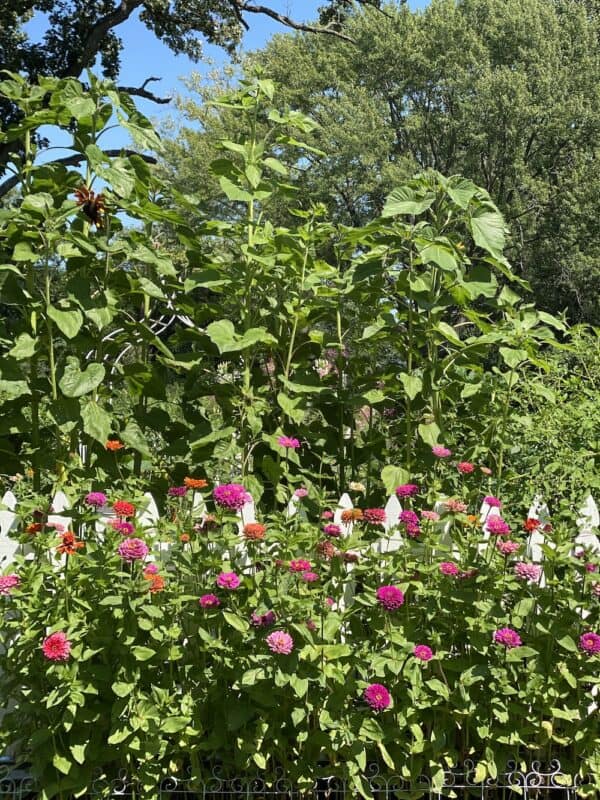 close-up picture of the zinnias on the outside of my vegetable garden