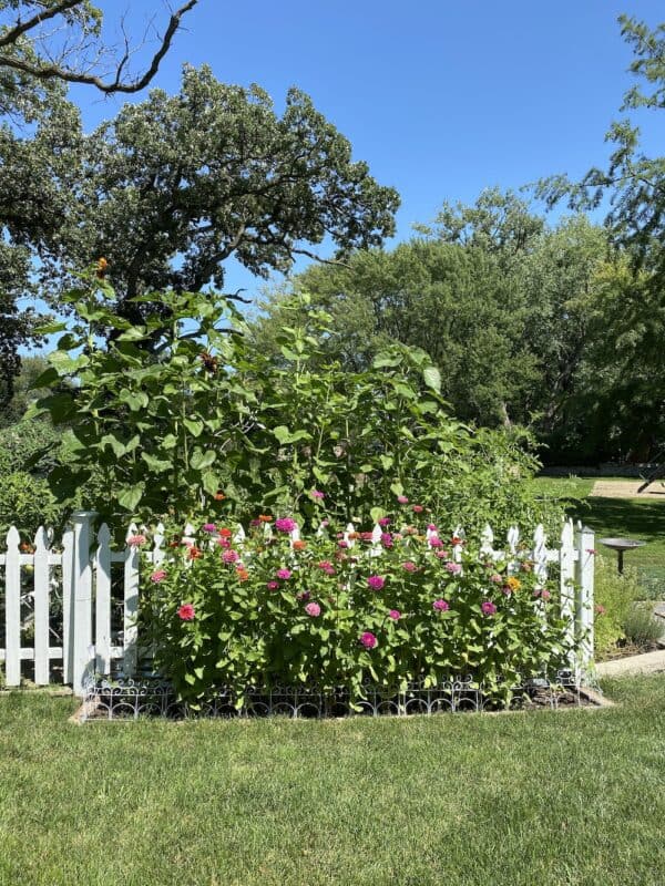 picture of the zinnias on the outside of my vegetable garden