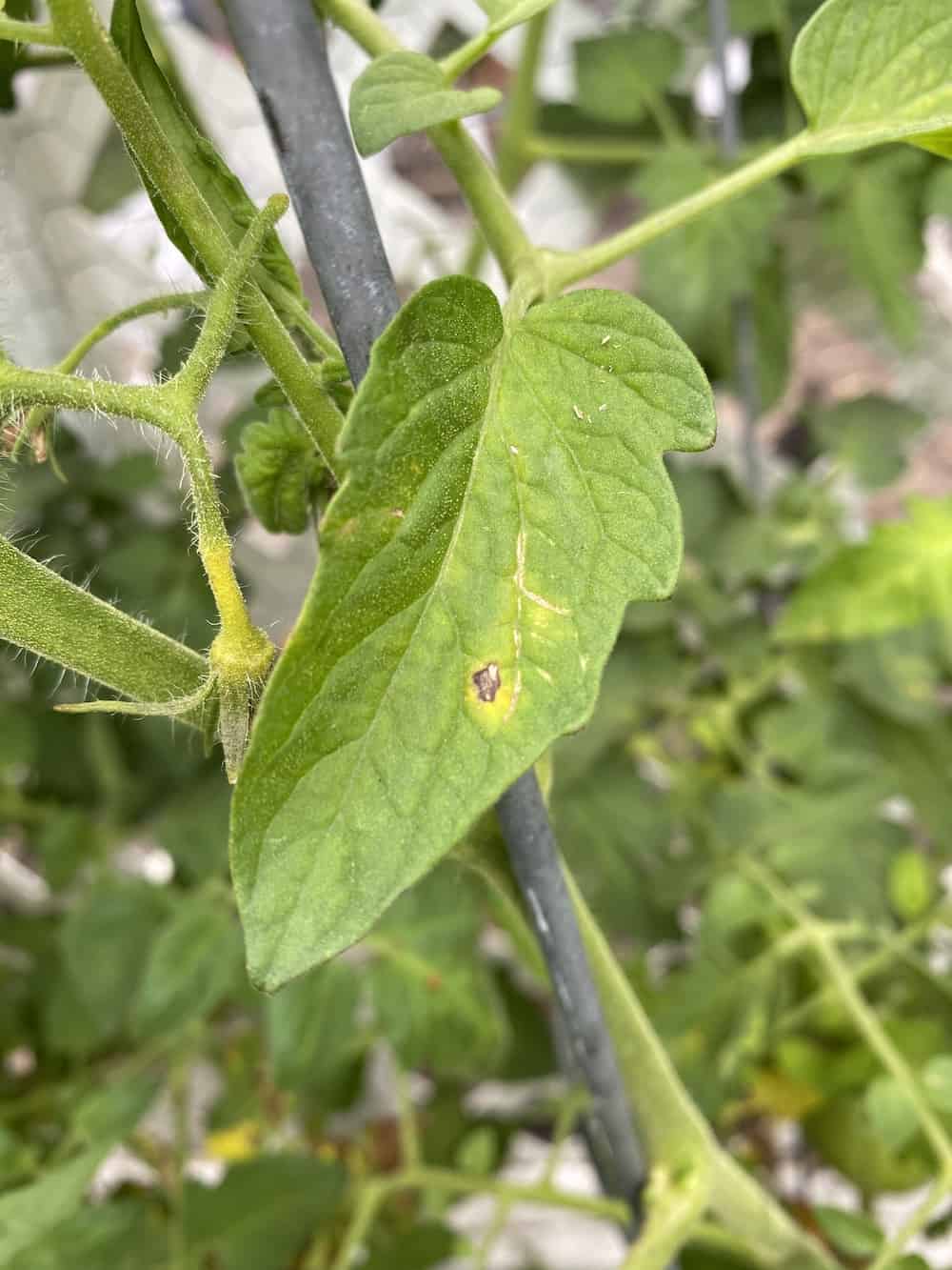 picture of tomato leaf with early signs of tomato blight