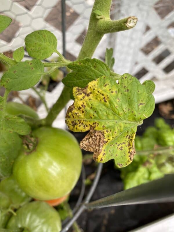 tomato leaf with significant signs of tomato blight one of my 5 tips from the garden bench