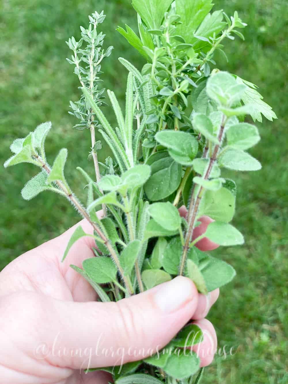 fresh picked oregano, parsley, thyme and rosemary for brine