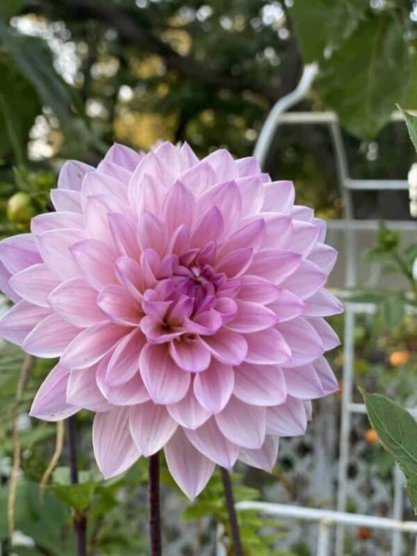 cropped-planning-a-garden-dahlia-in-cutting-garden-32.jpg