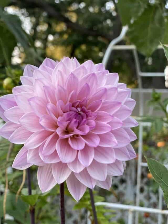 cropped-planning-a-garden-dahlia-in-cutting-garden-32.jpg