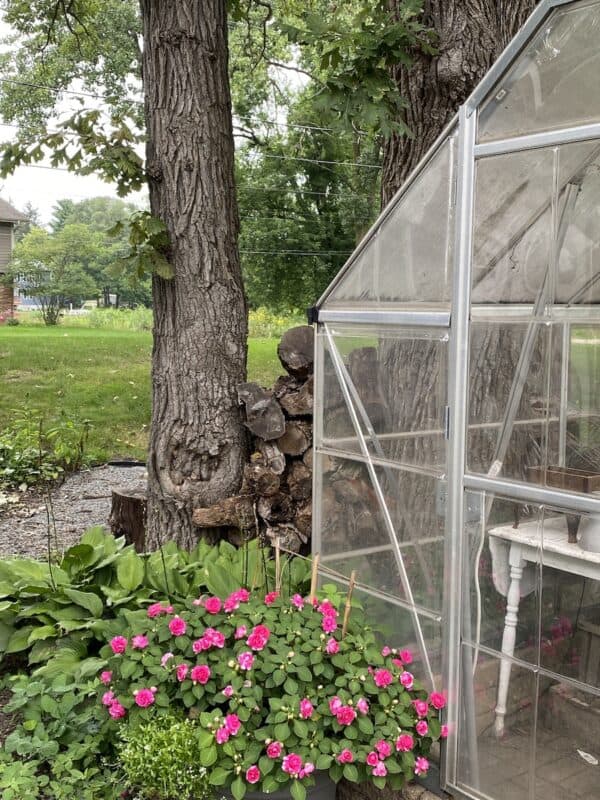 a picture of the corner of the greenhouse and the beautiful pot of impatiens outside of it.