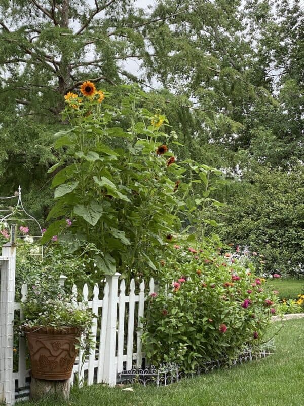 a photo of the outside fence of my vegetable garden in late summer with sunflowers high in the air and zinnias growing in front.