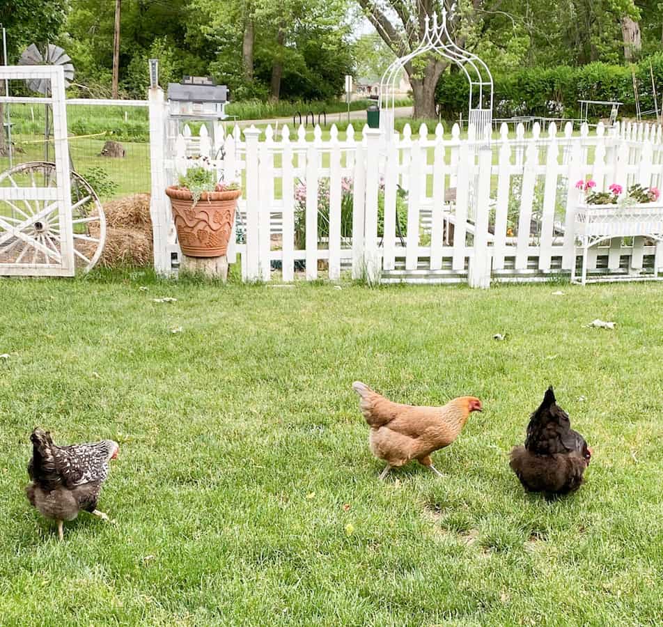 we have chickens for fresh eggs and garden fertilizer to help make our eco-friendly home.