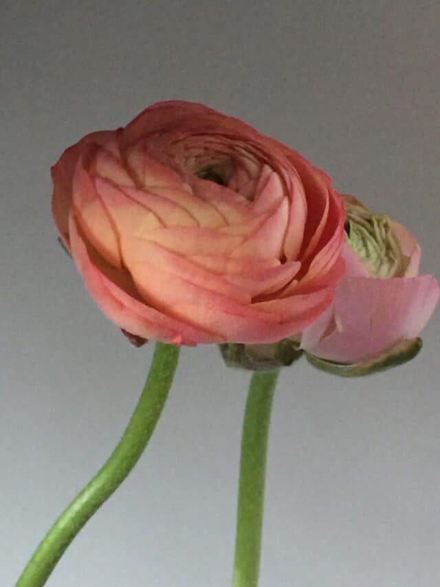 Spring Flower Arrangements