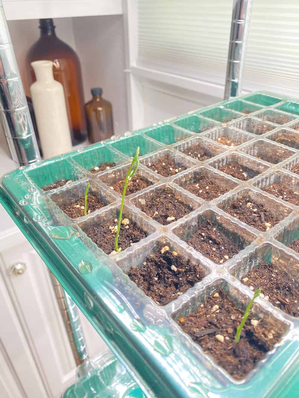 my seed trays with my first early young seedlings