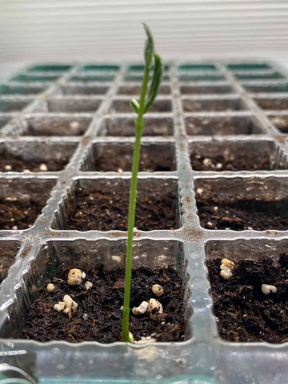 a portrait photo of my first seedling.