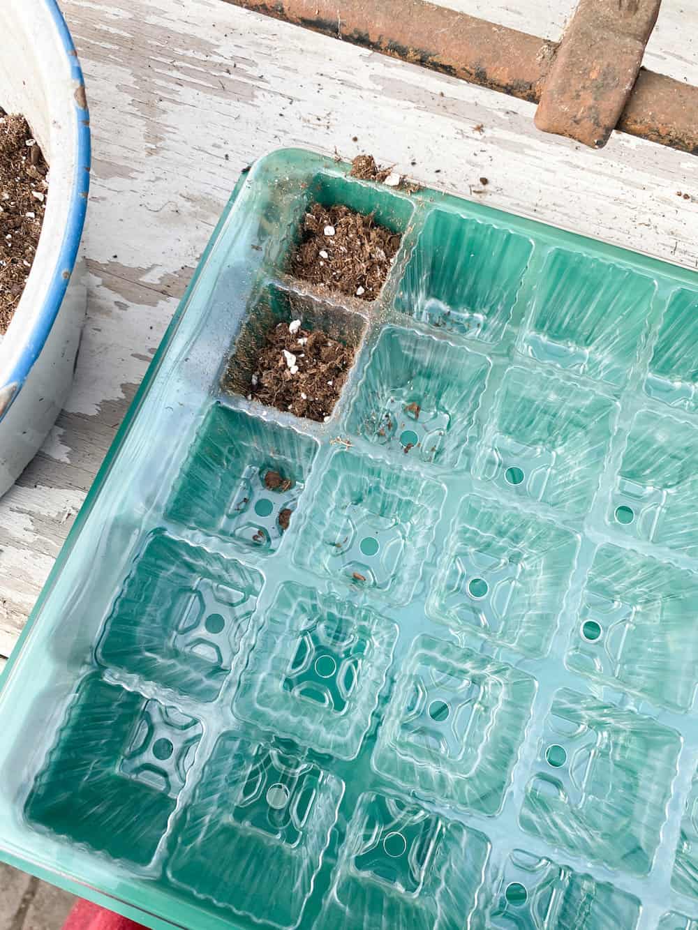 starting to fill the seed tray with the seed medium