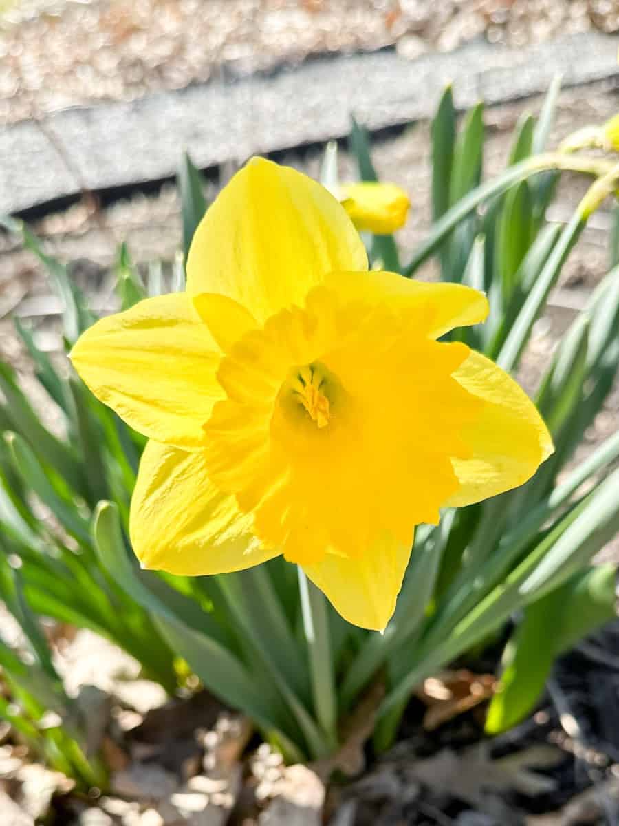 a spring daffodil. When they start blooming I know its time for spring garden cleaning