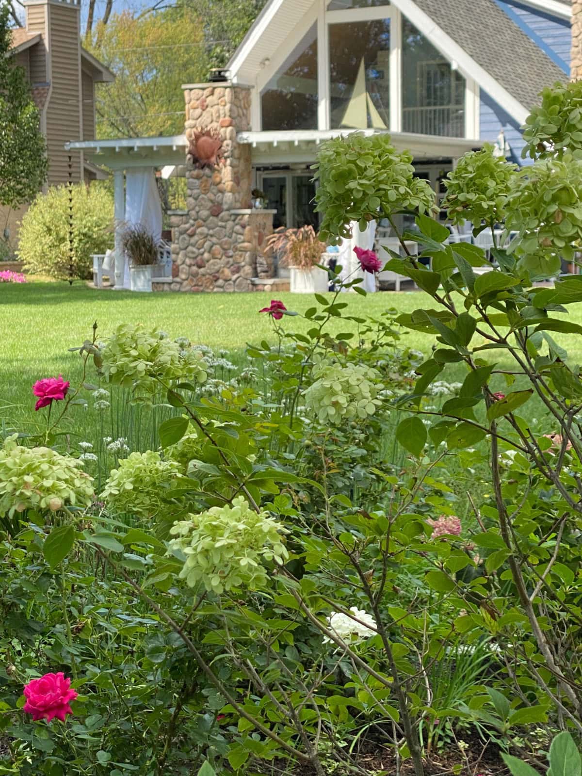 Roses and hydrangeas bloom in a lush green farmhouse cottage garden, with a modern house featuring large windows and a stone chimney in the background, under a clear, sunny sky.