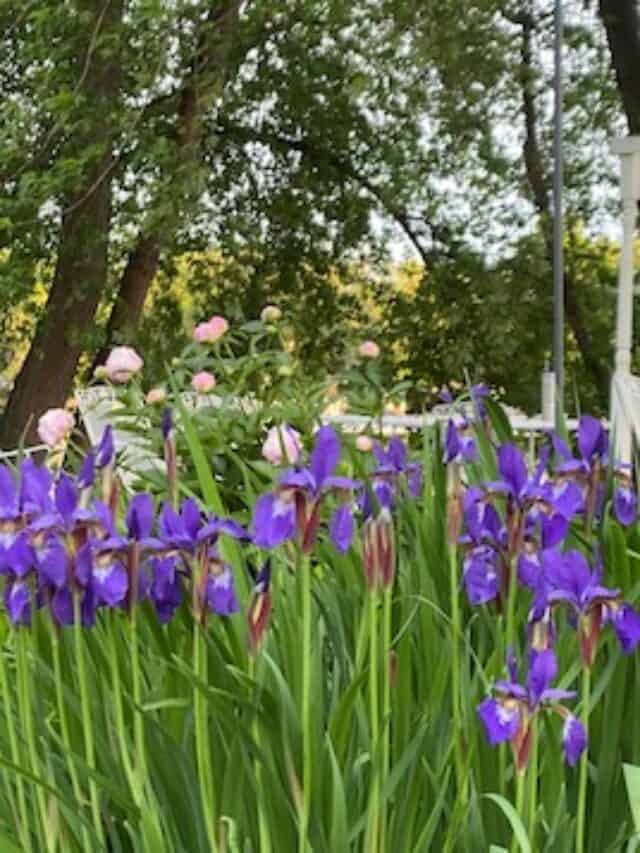 cropped-feature-farmhouse-cottage-garden-29.jpeg