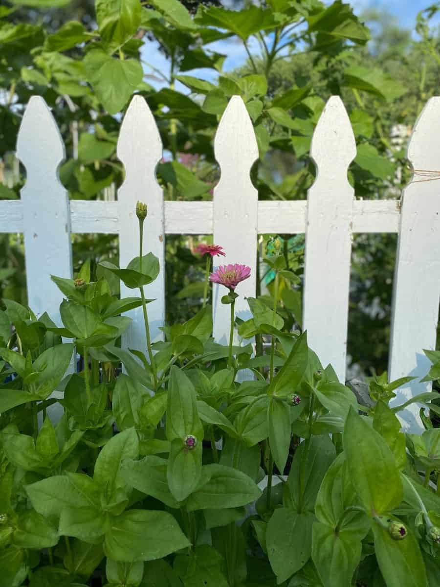 a white picket fence with flowers in the front and vegetables in the back