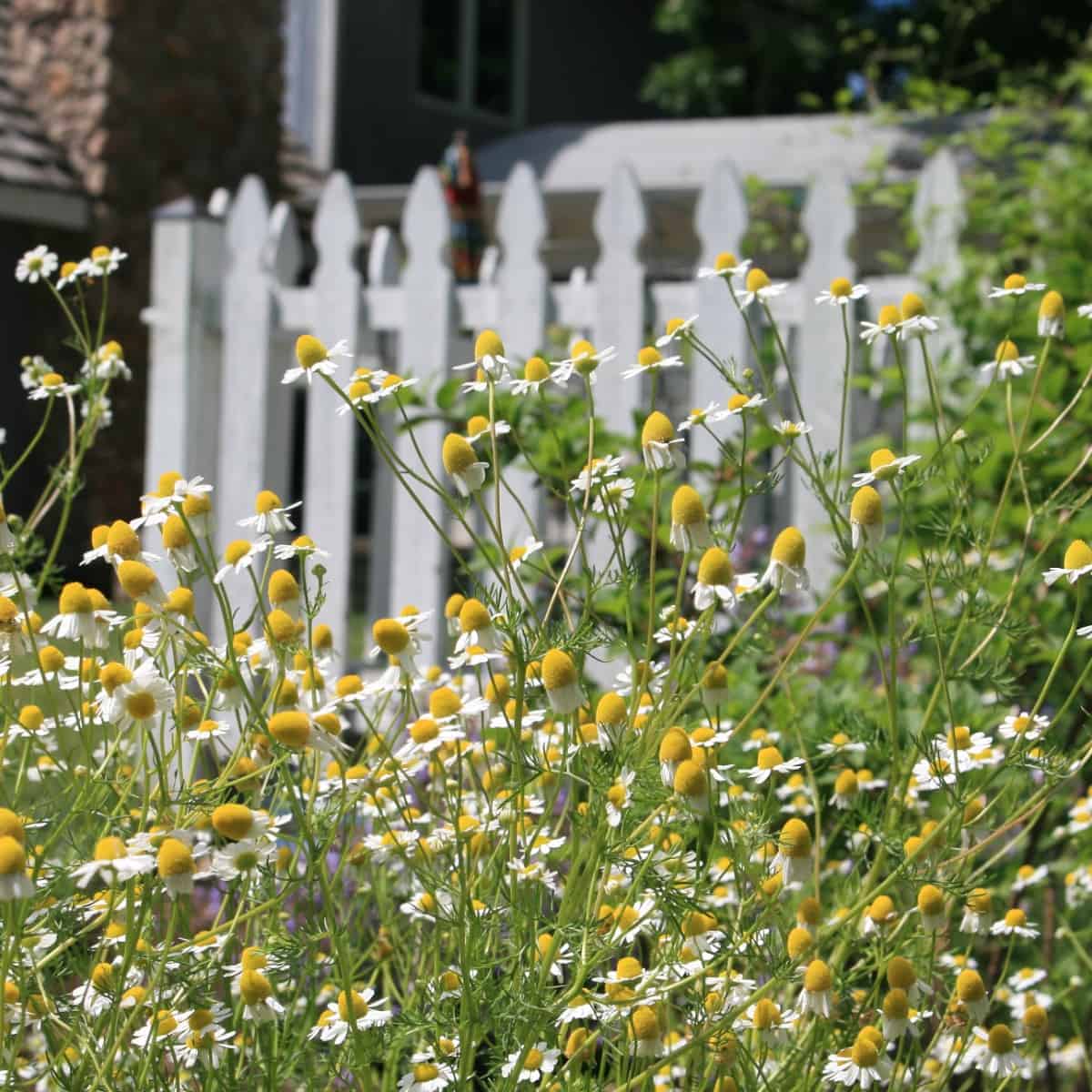 white picket fence in a farmhouse cottage garden with chamomile plants in front