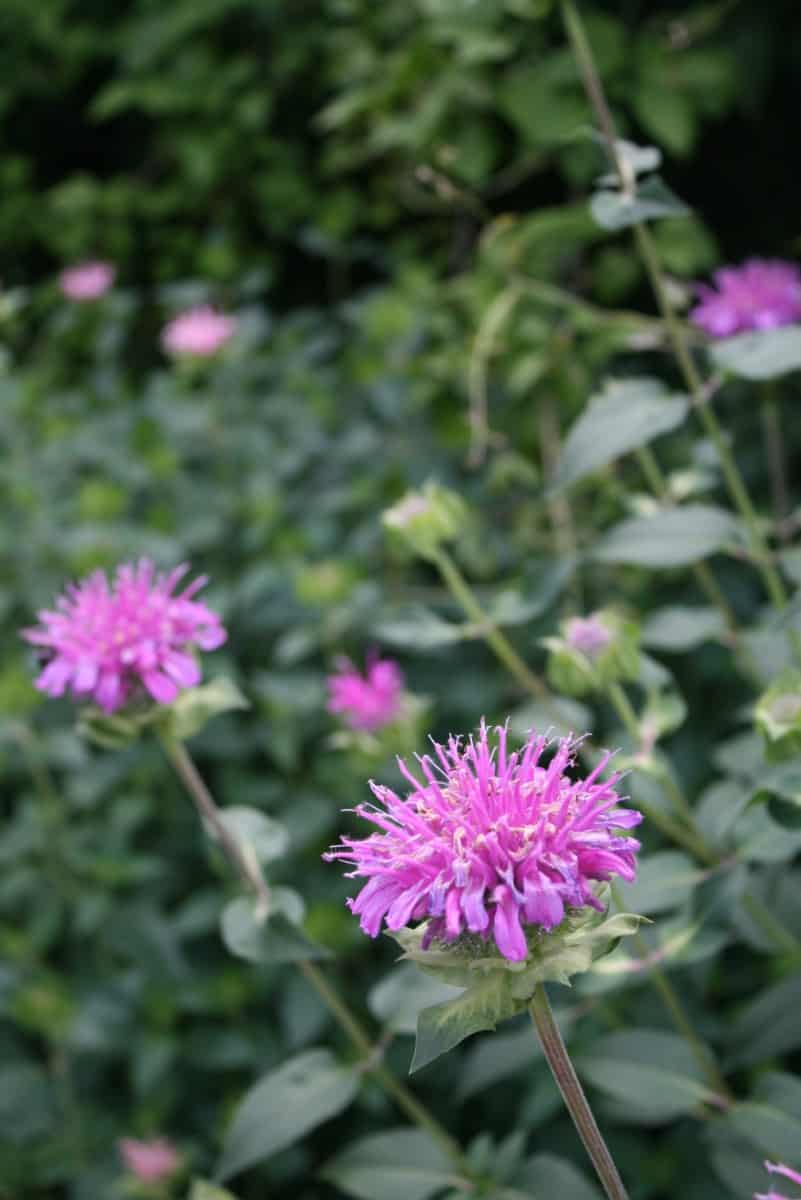 Bee Balm which are part of a Farmhouse cottage Garden
