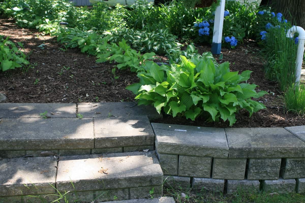 garden with a stone and wood chip pathway