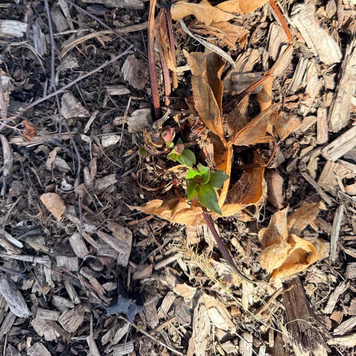 A small green plant sprouting among dry brown leaves and wood chips on the ground, with sunlight casting shadows across the mulch—an inspiring scene for your Spring Garden Cleanup Tips.