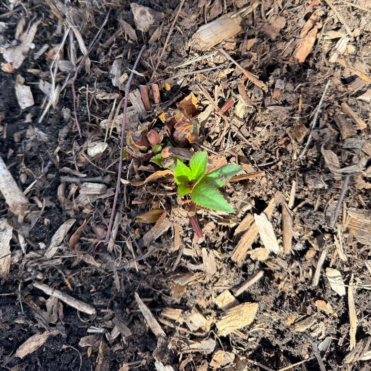 A small green plant sprouting from the soil, surrounded by brown mulch and wood chips under bright sunlight—an inspiring scene for anyone seeking Spring Garden Cleanup Tips.