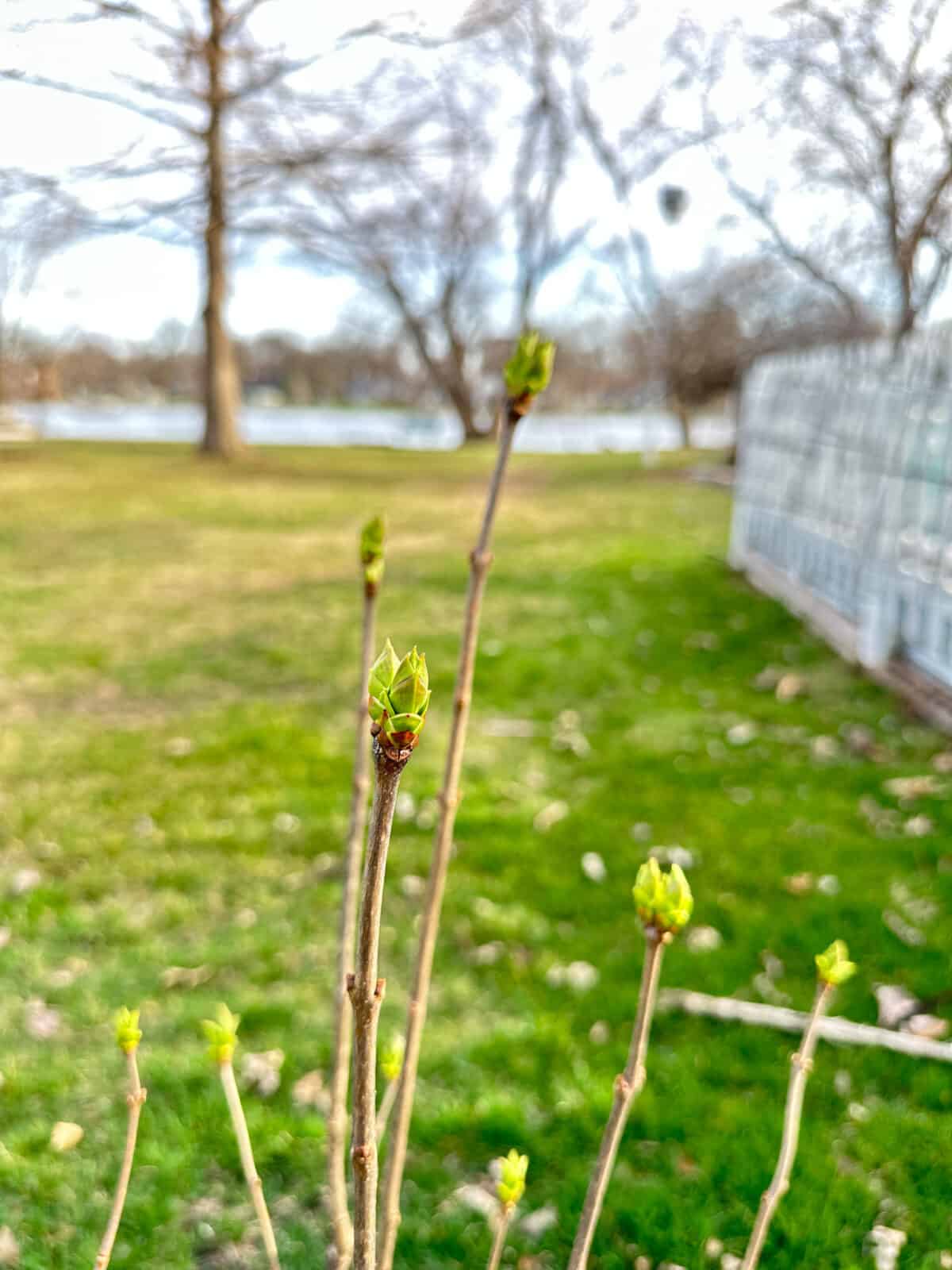 lilac bush with buds