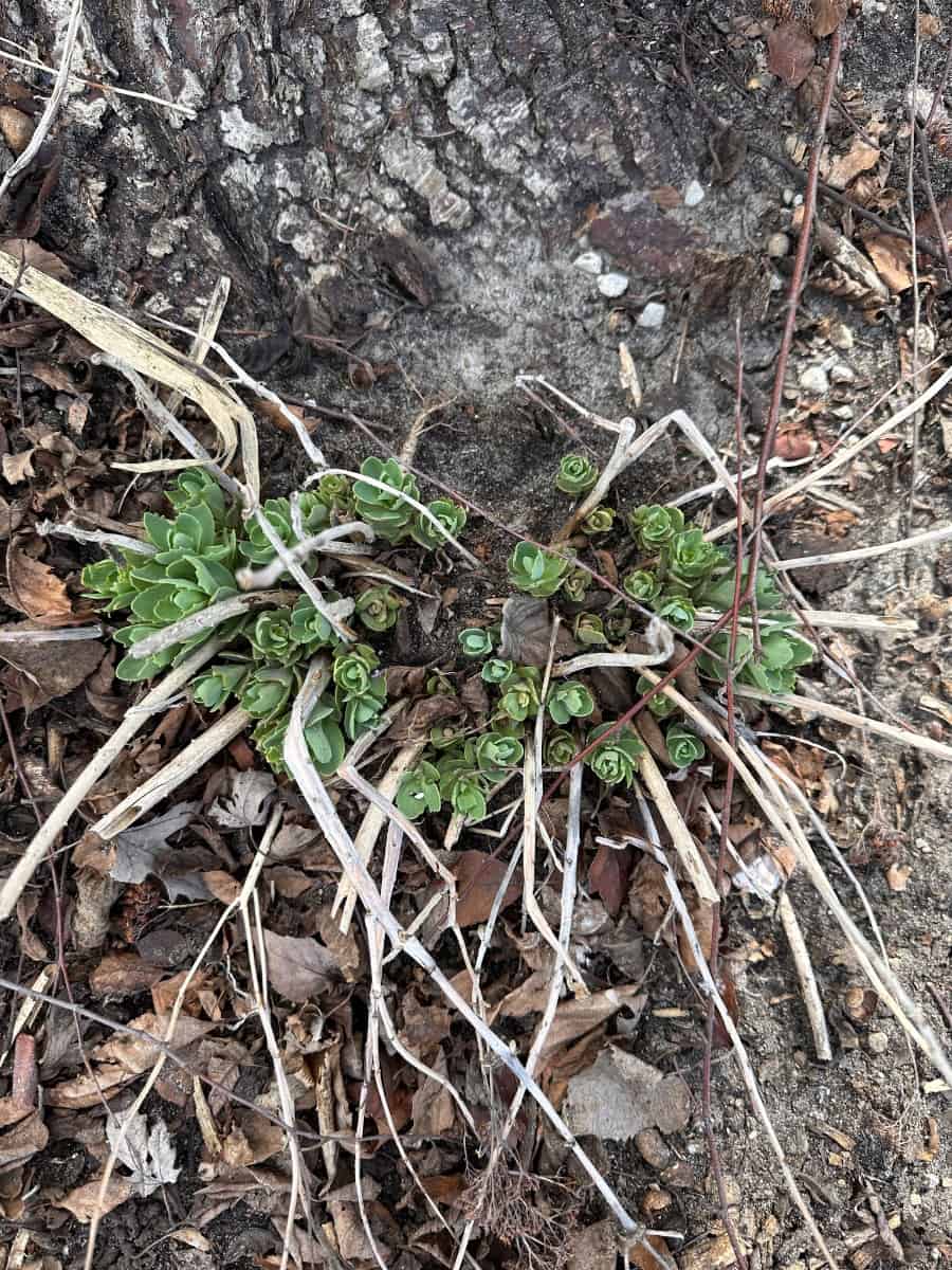 sedum that has last years dead stalks