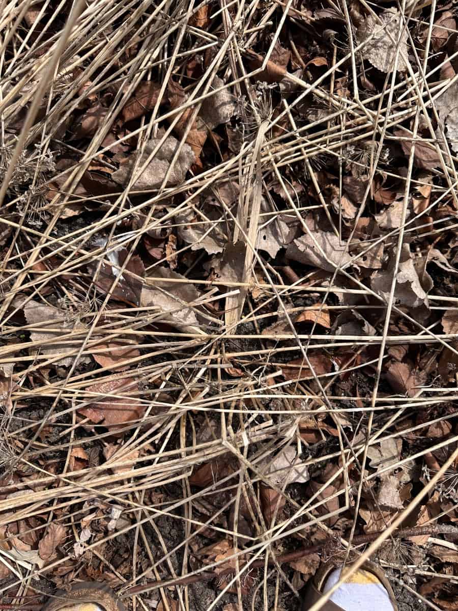 piles of leaves and twigs that need to be cleaned up for spring