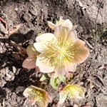 hellebores which I planted last fall is an early spring bloomer to enjoy while I'm doing spring garden cleaning