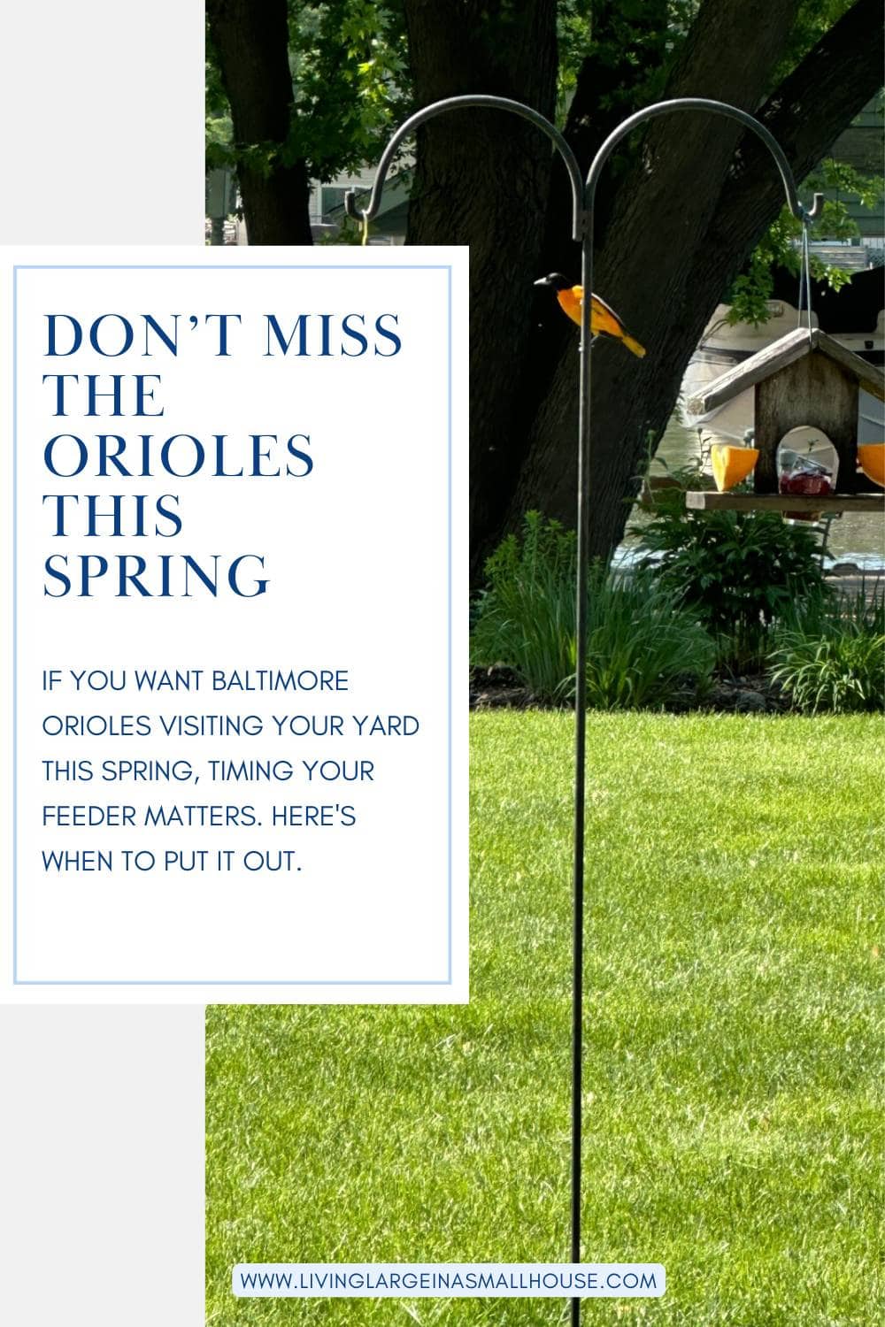 A vibrant orange Baltimore oriole perches on a curved black bird feeder stand in a green backyard. Overlay text explains when orioles arrive in Illinois and advises on timing feeders to attract them each spring. A pond and house are visible in the background.