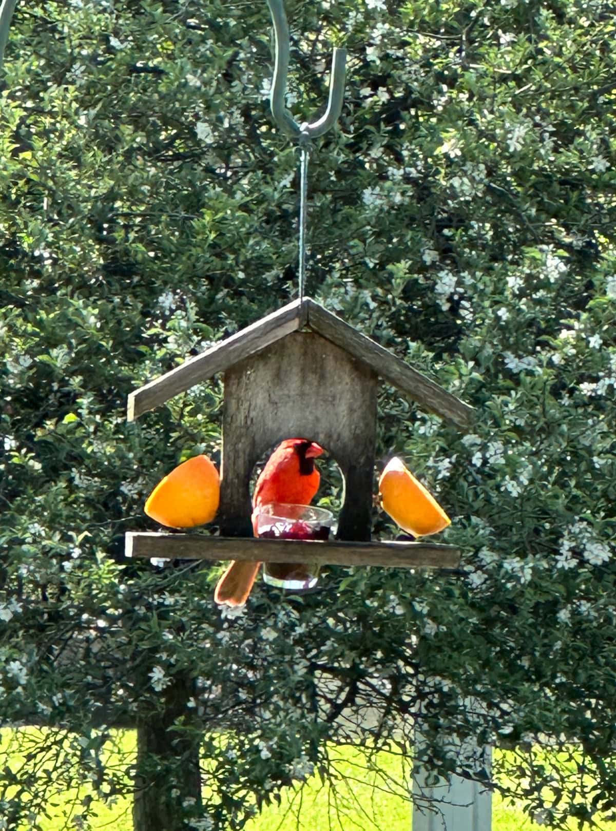 A bright red cardinal sits inside a rustic wooden bird feeder, flanked by orange halves—often used when orioles arrive in Illinois—with green foliage and small white flowers in the background.