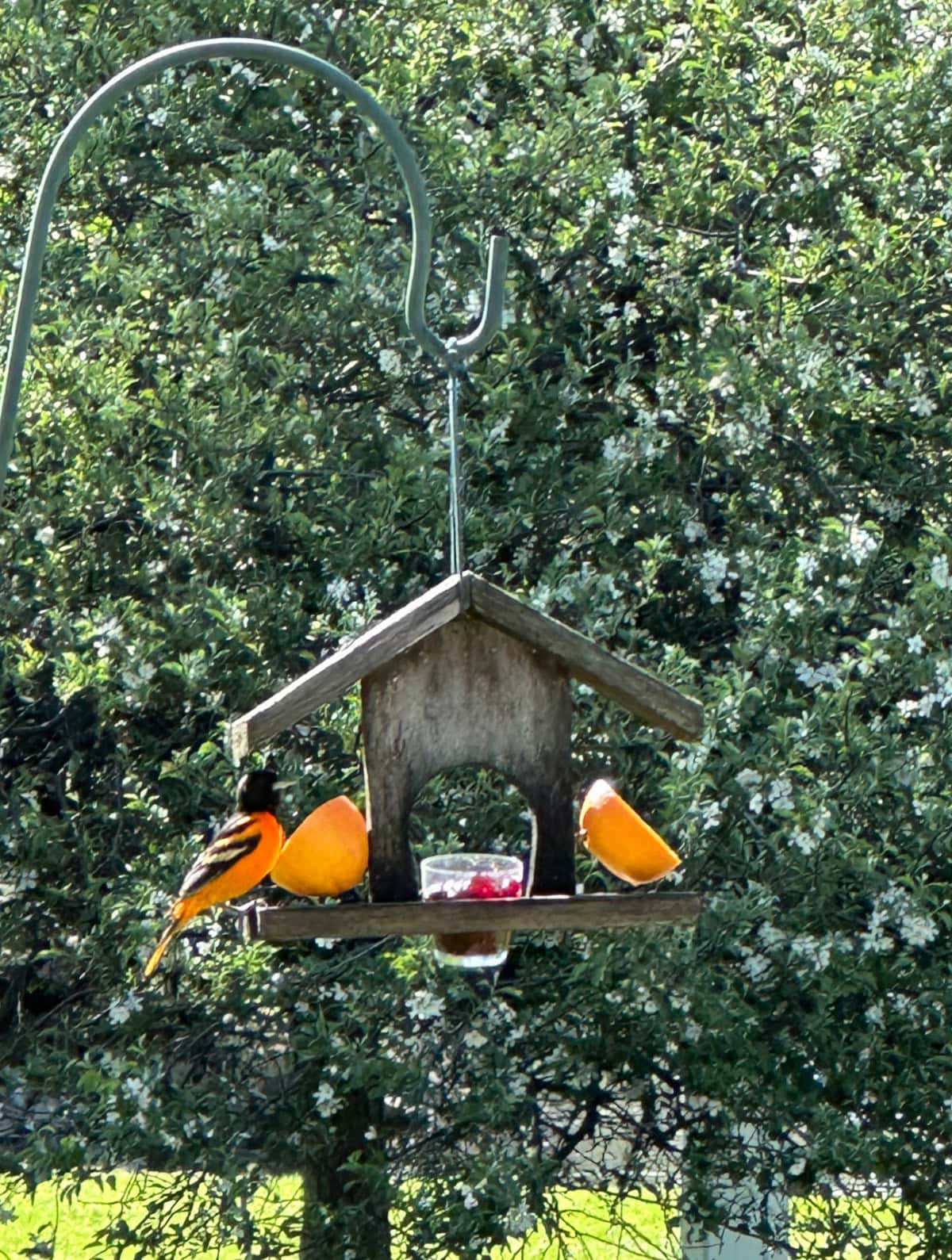 A wooden bird feeder holds orange slices and a small container of jelly, attracting a brightly colored oriole with orange and black feathers. Green, leafy trees fill the background. Wondering when do orioles arrive in Illinois? This scene marks their spring return.
