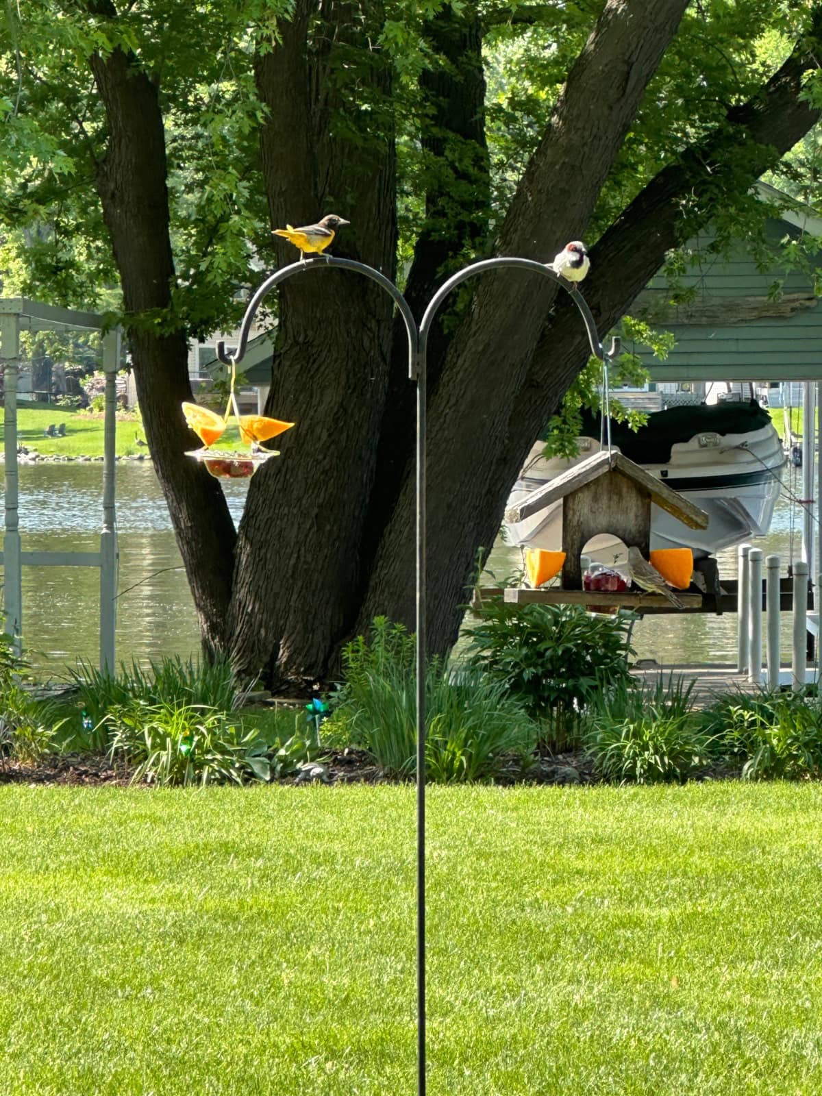 A bird feeder stands on a green lawn near a lake, with one yellow and black bird—perhaps an oriole, as people often wonder when do orioles arrive in Illinois—perched on the left and another small bird on the right. Trees and a docked boat are visible behind.