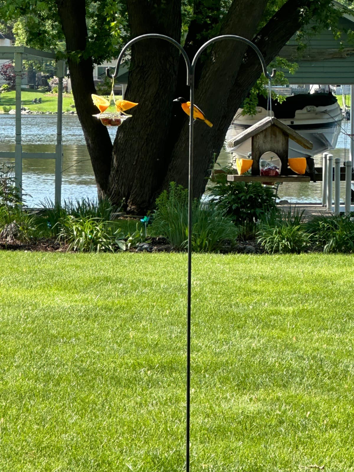 A bright orange oriole perches on a feeder attached to a black metal pole in a grassy yard, with trees, water, and a docked boat visible in the background—captured just as orioles arrive in Illinois each spring.